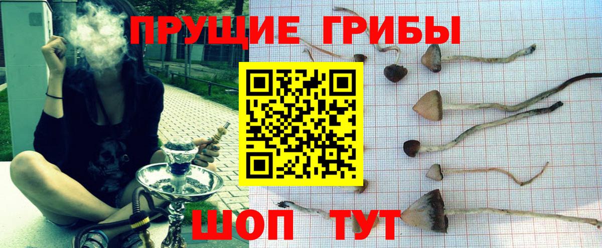 Псилоцибиновые грибы Cubensis  Вход с VPN  Мурино  Галлюциногенные грибы Psilocybine cubensis 